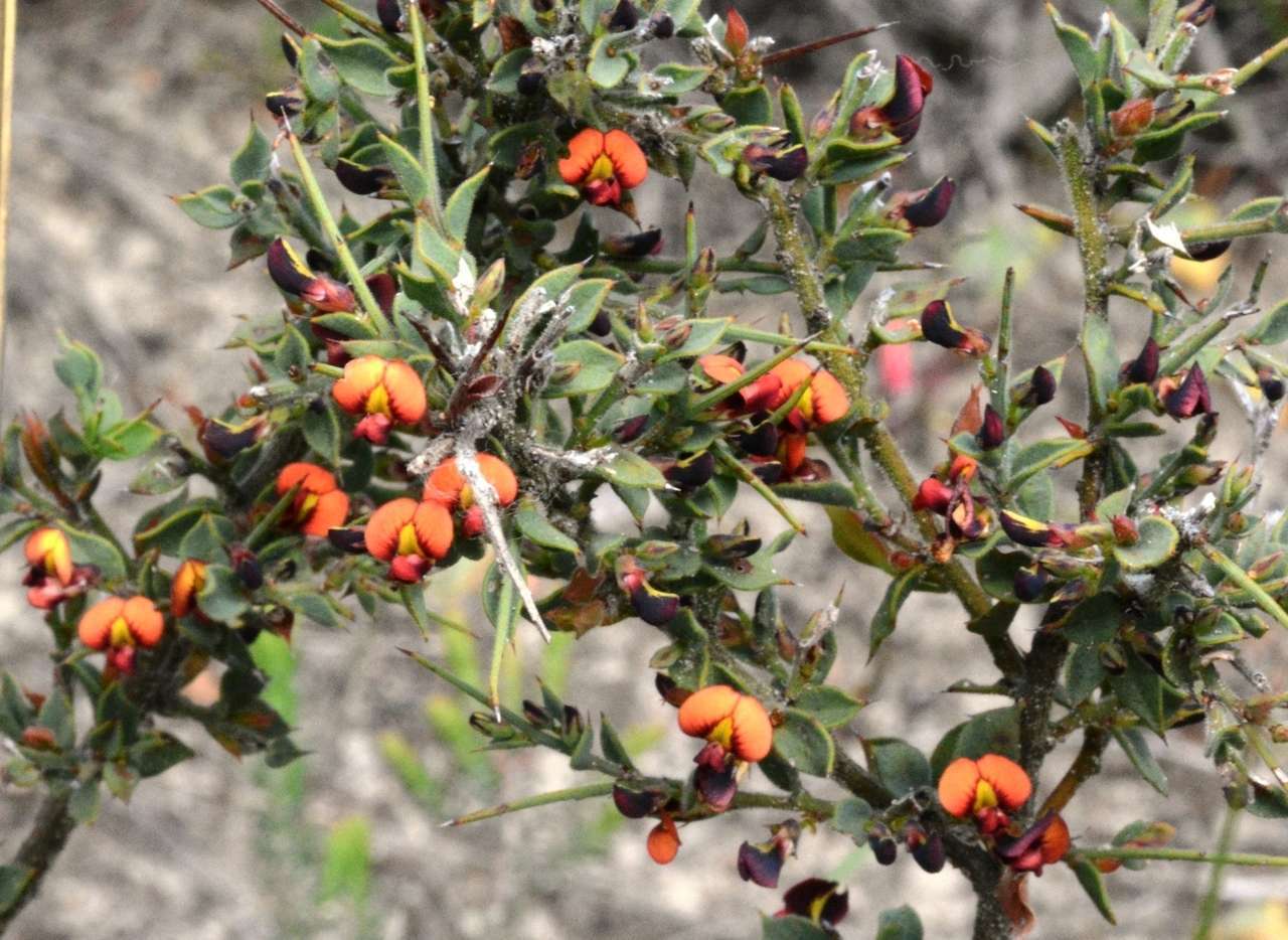 Imagem de Daviesia arenaria Crisp