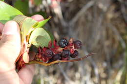 Imagem de Gaultheria rigida Kunth