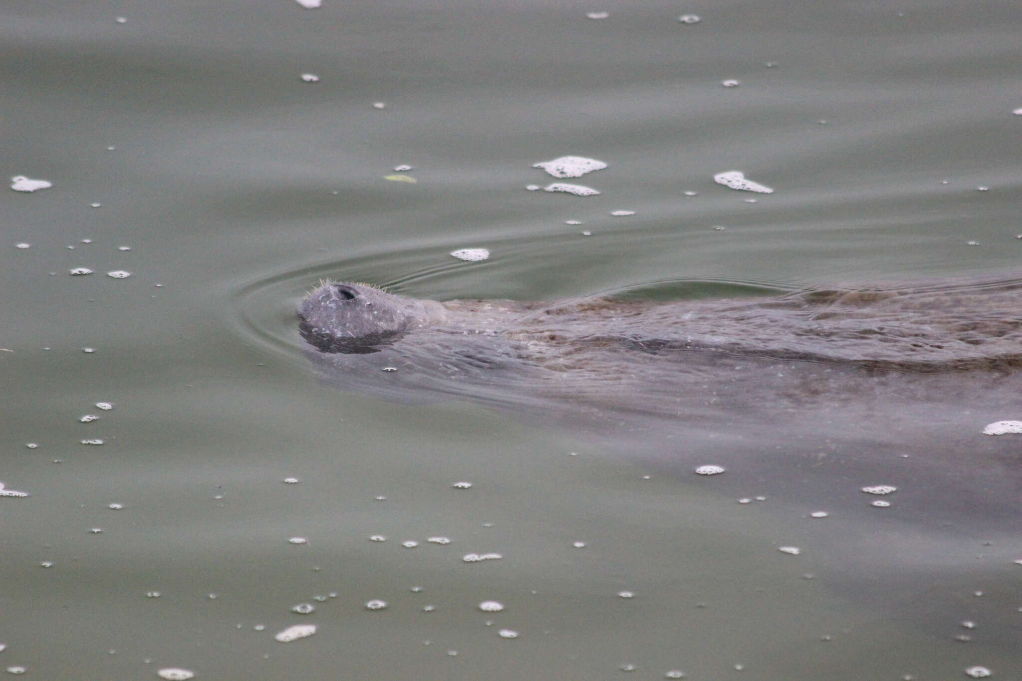 Image of manatees