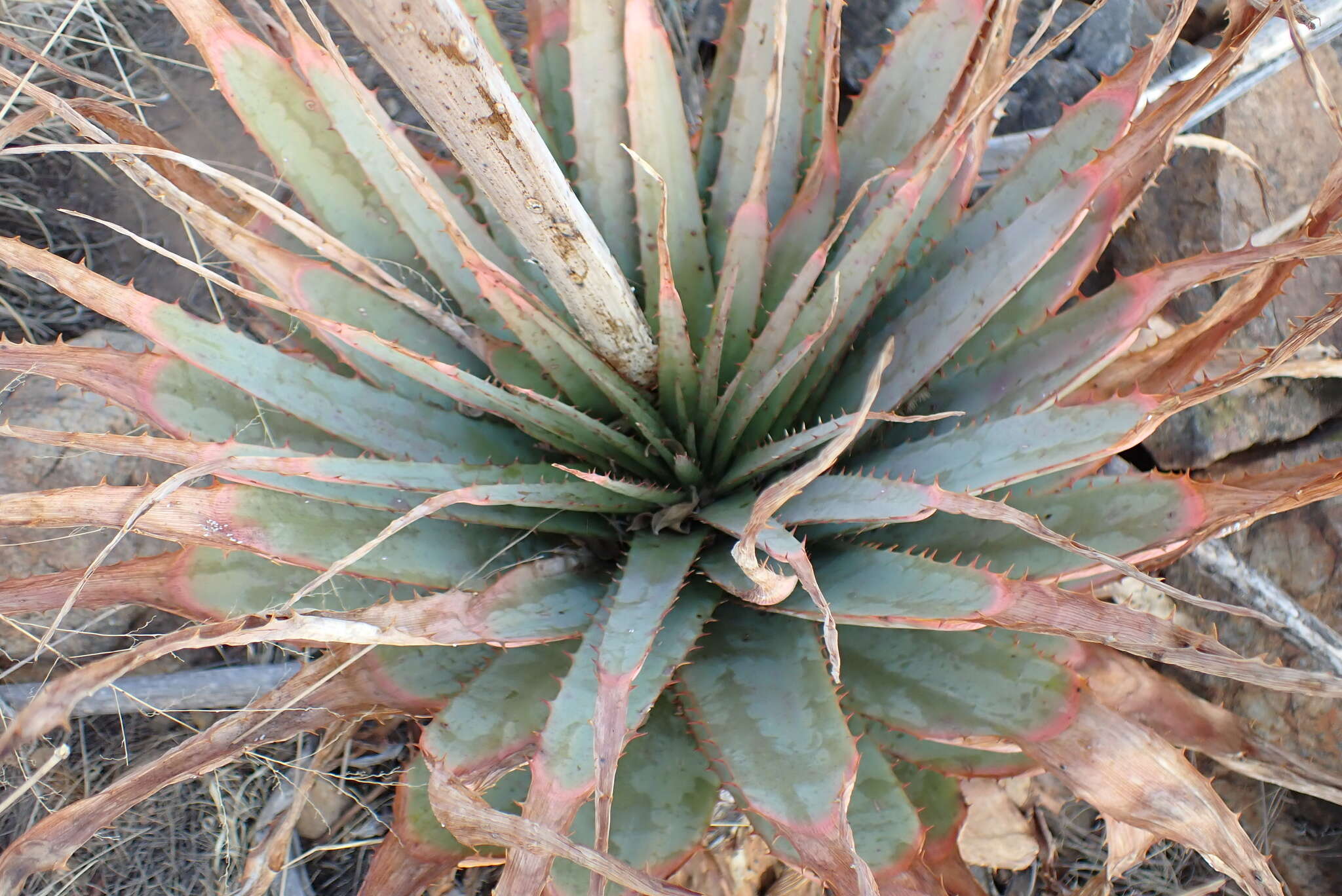 Image of Pretoria aloe