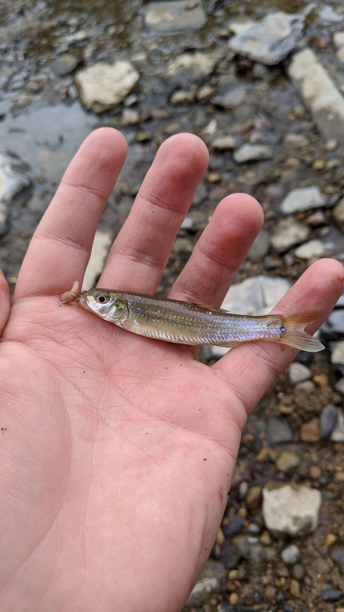 Image of Bullhead Minnow