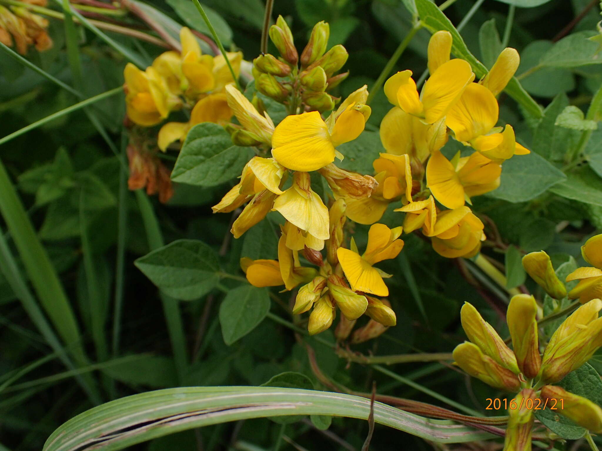 Image of Rhynchosia cooperi (Baker fil.) Burtt Davy