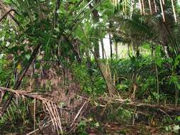 Image of American oil palm