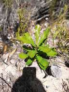 Image of Banksia integrifolia subsp. integrifolia