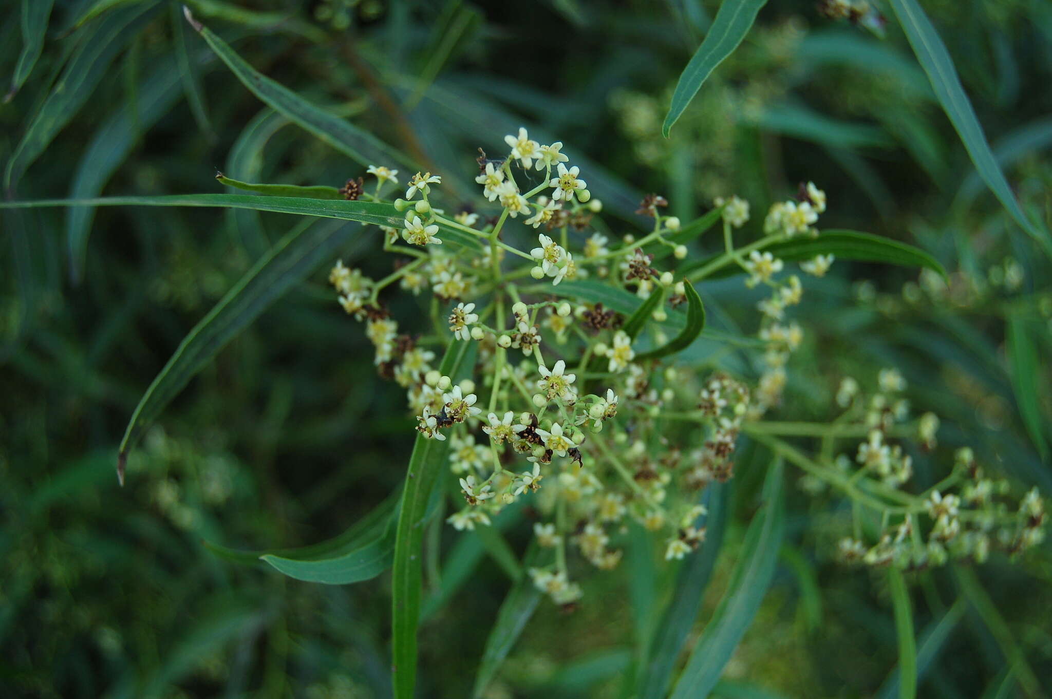 Image of Nectandra angustifolia (Schrad.) Nees & Mart. ex Nees