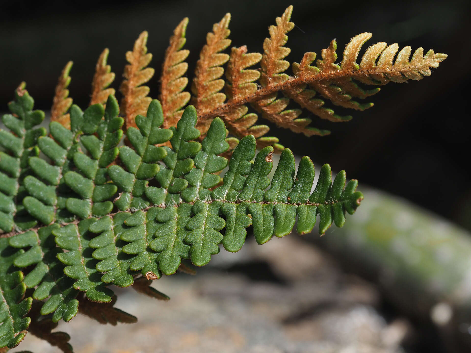 Image of Paragymnopteris marantae subsp. subcordata (Cav.)