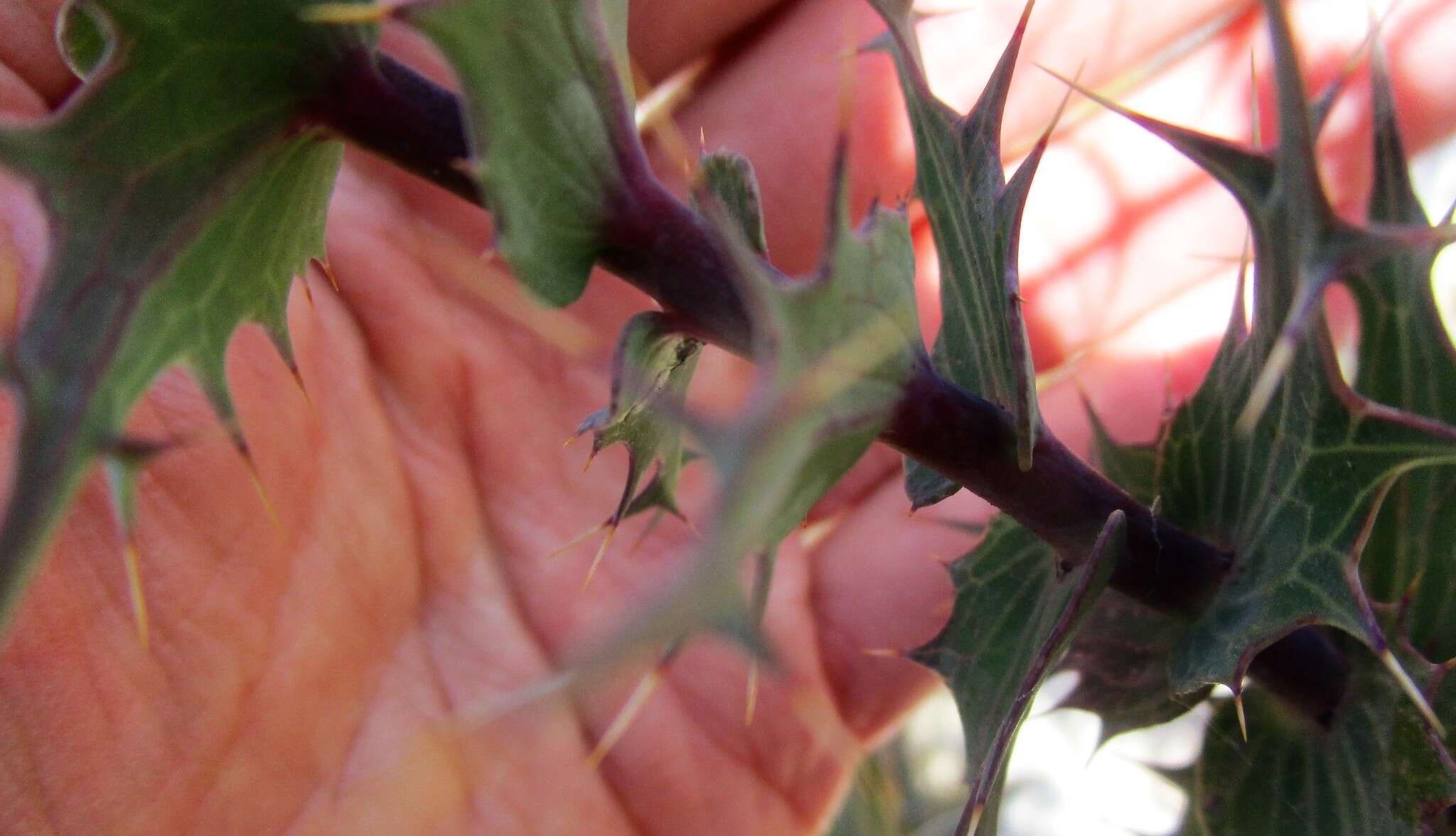 Image of Berkheya cruciata subsp. cruciata