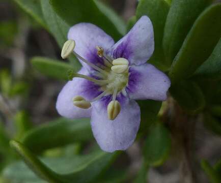 Image of Lycium cinereum Thunb.