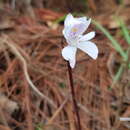 Image of Govenia bella E. W. Greenw.