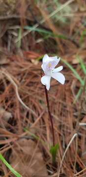 Image of Govenia bella E. W. Greenw.