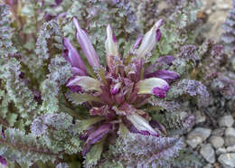 Image of dwarf lousewort