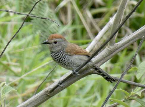 Image of Rufous-capped Antshrike