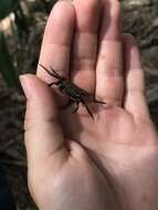 Image of Squareback Marsh Crab