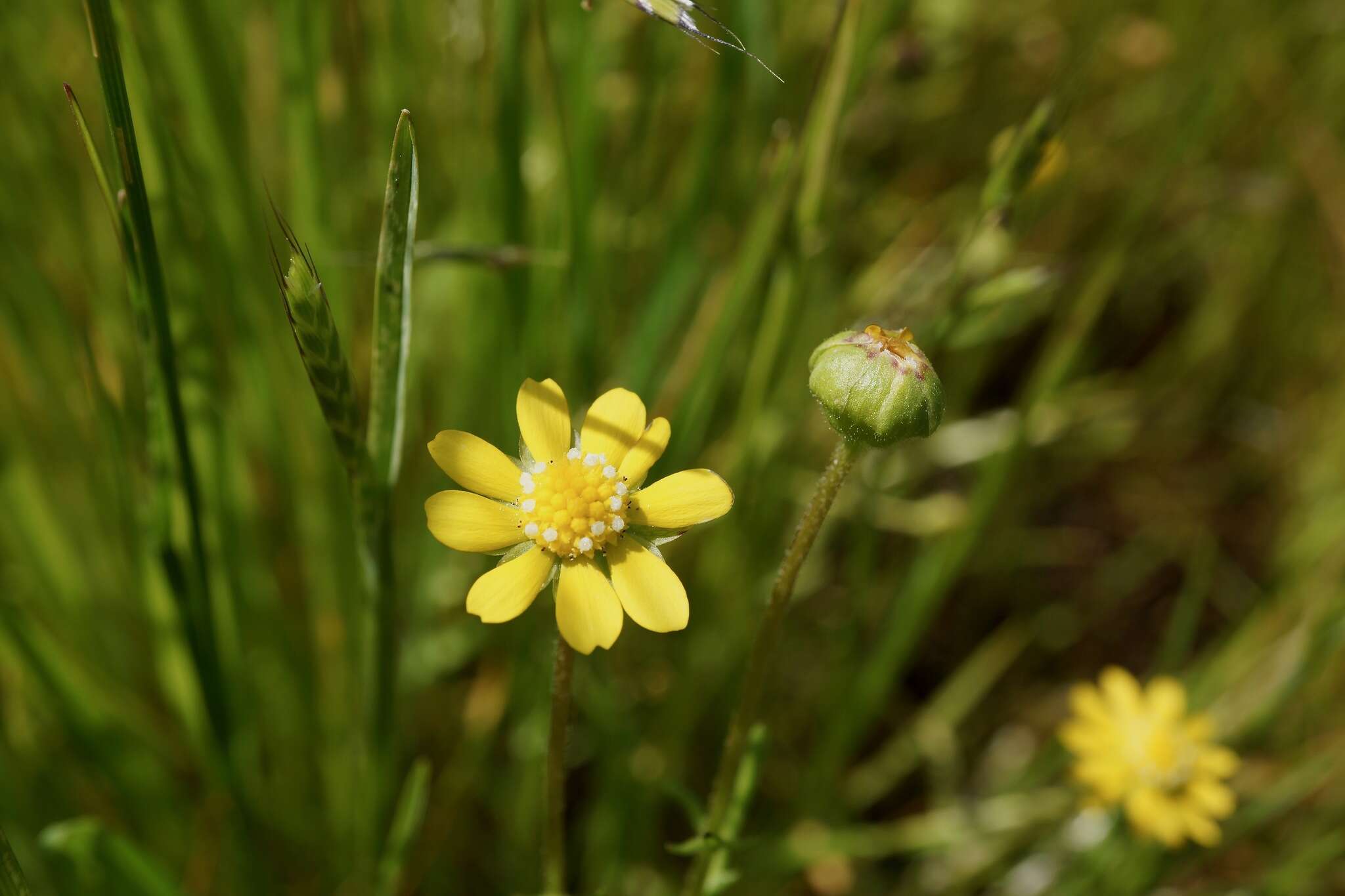 Image of baker's stickyseed