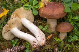 صورة Russula favrei M. M. Moser 1979