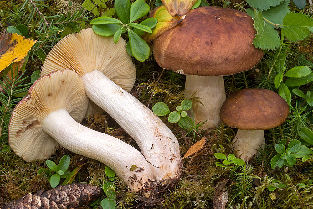 Image of Russula favrei M. M. Moser 1979