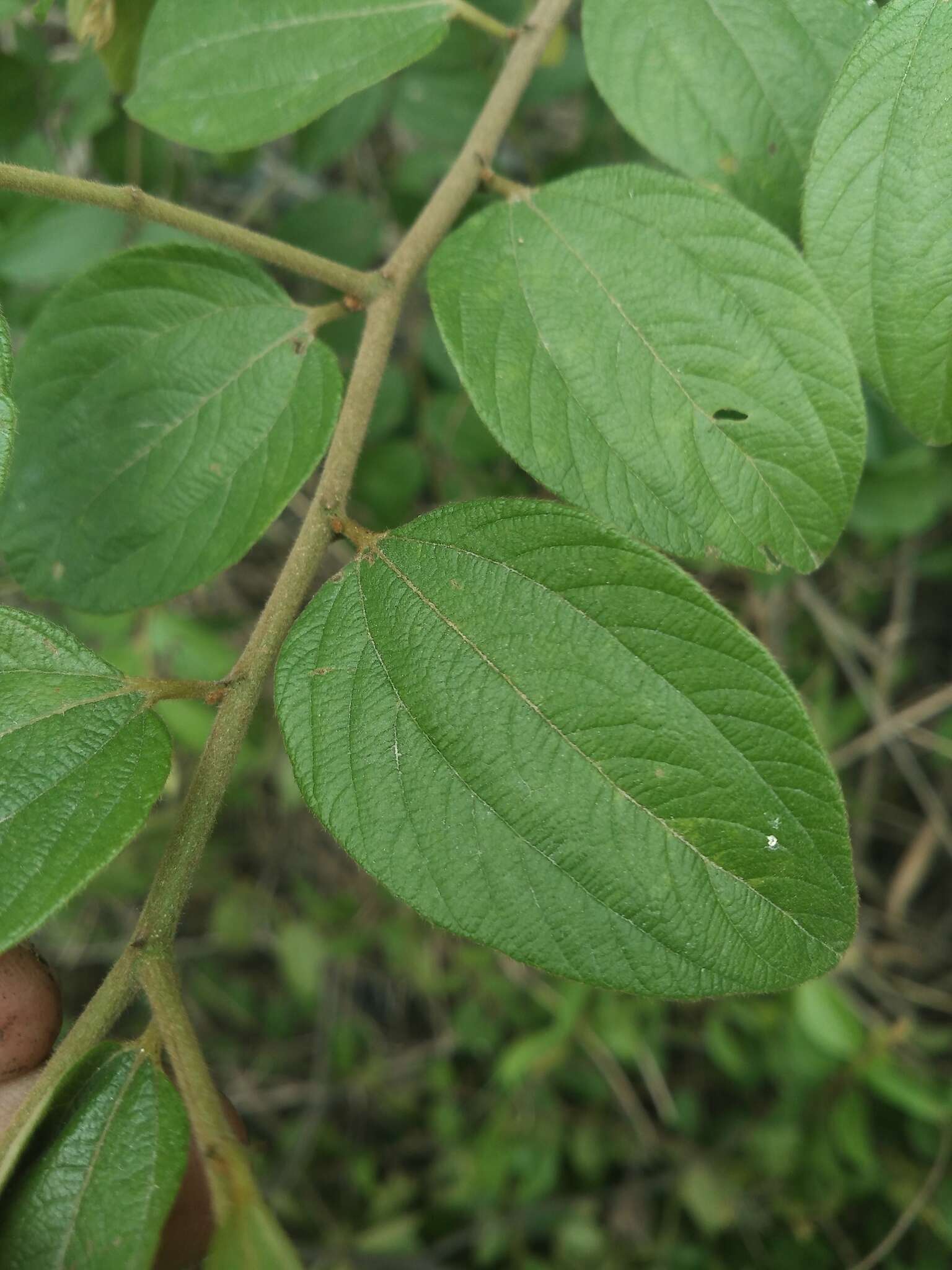 Image of Indian Jujube