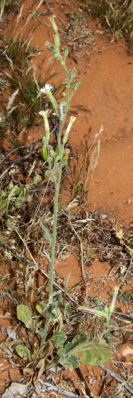 Image of velvet tobacco