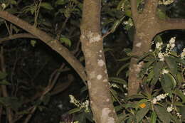 Image of lodhtree