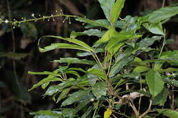 Image of Codiaeum variegatum var. variegatum