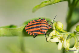 Image of Graphosoma italicum italicum