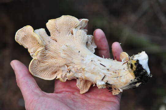 Image of Cantharellus subalbidus A. H. Sm. & Morse 1947