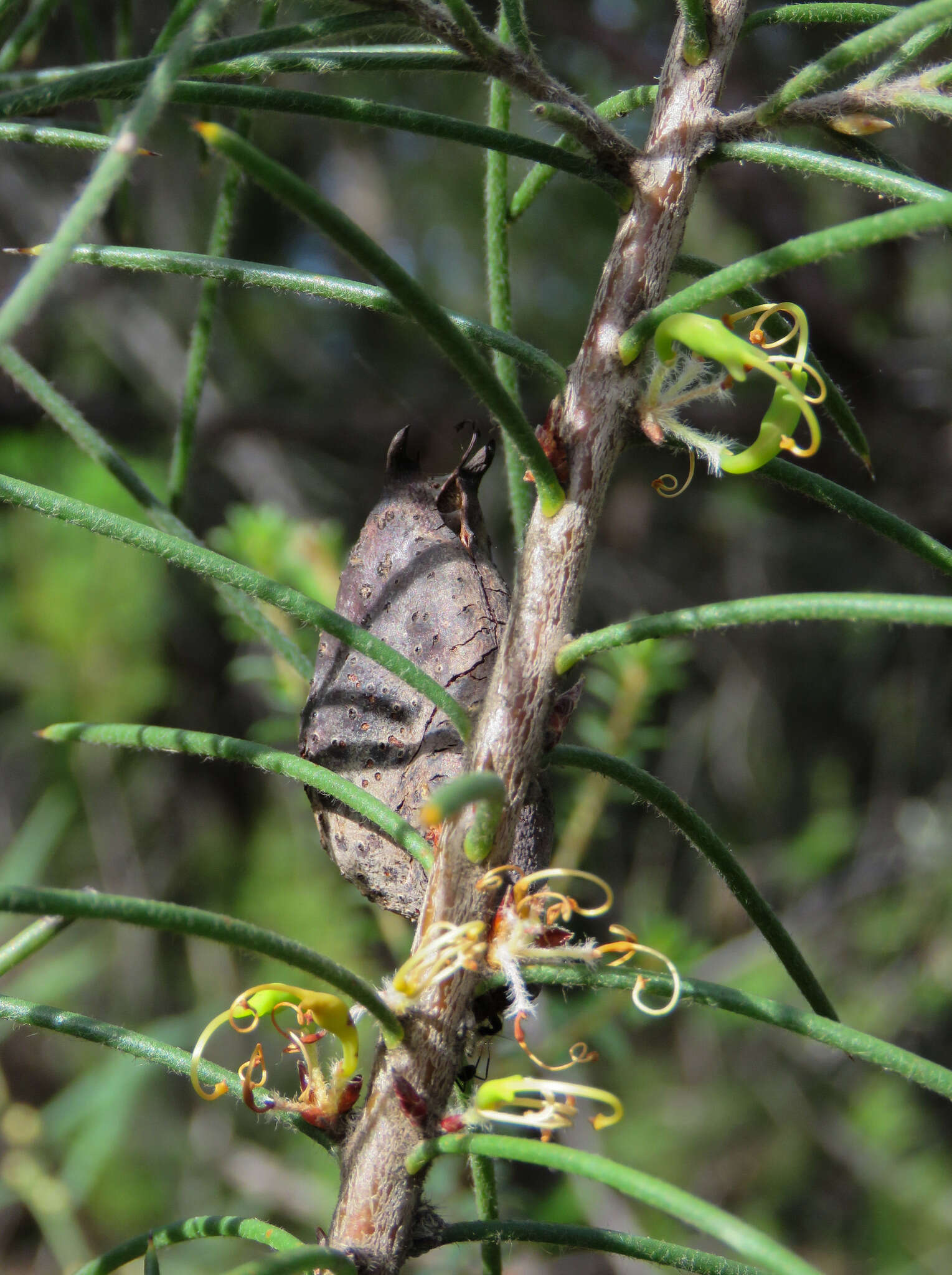 Image de Hakea gibbosa (Sm.) Cav.