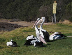 Image of Australian Pelican