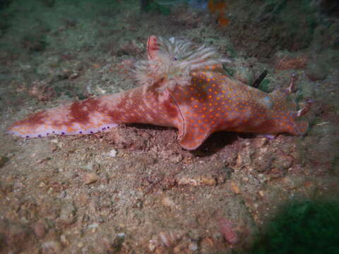 Imagem de Ceratosoma gracillimum Semper ex Bergh 1876