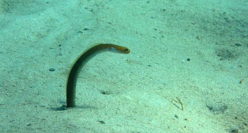 Image of Yellow Garden Eel