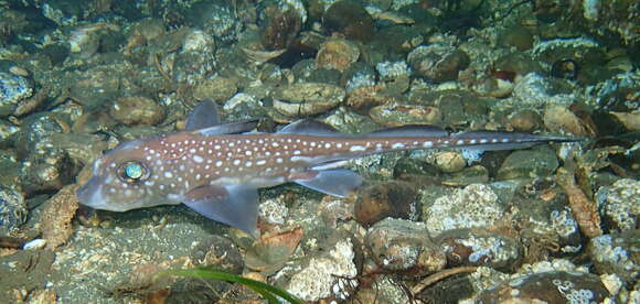 Image of Spotted Ratfish