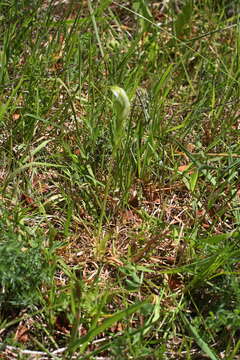 Image of Pterostylis micromega Hook. fil.