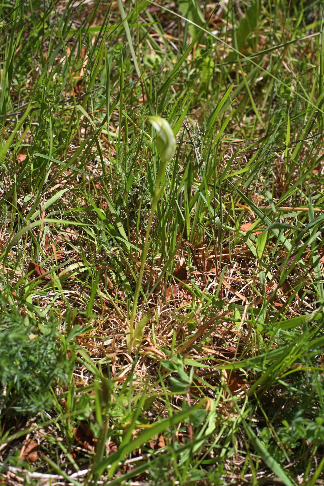 Image of Pterostylis micromega Hook. fil.