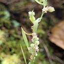 Image of Fogg's goosefoot