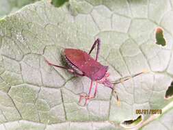 Image of Passionvine Bug