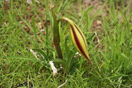 Crinum ornatum (Aiton) Herb. resmi