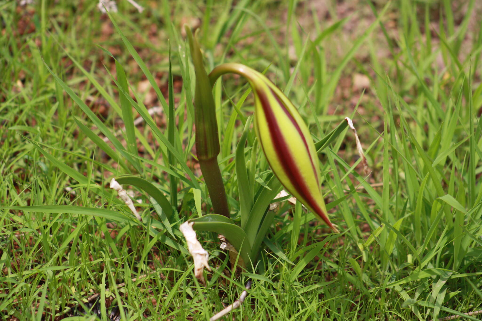 Crinum ornatum (Aiton) Herb. resmi