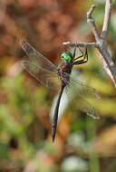 Image of Fine-lined Emerald