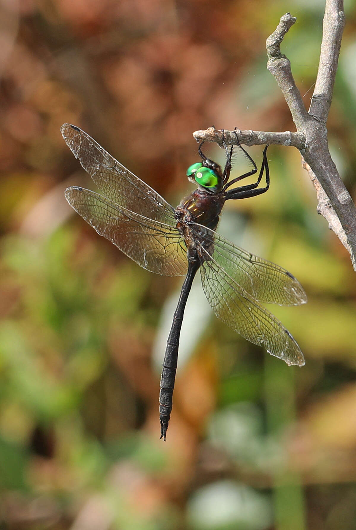 Image of Fine-lined Emerald