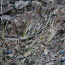 Image of Ptilagrostis pelliotii (Danguy) Grubov