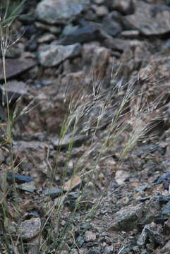 Image of Ptilagrostis pelliotii (Danguy) Grubov