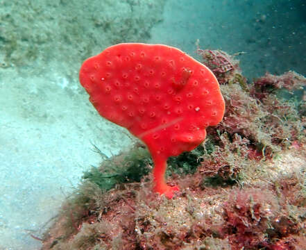 Image of Echinoclathria leporina (Lamarck 1814)