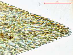 صورة <i>Hygrohypnella ochracea</i>