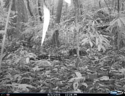 Image of Mexican Agouti