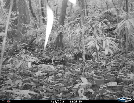 Image of Mexican Agouti