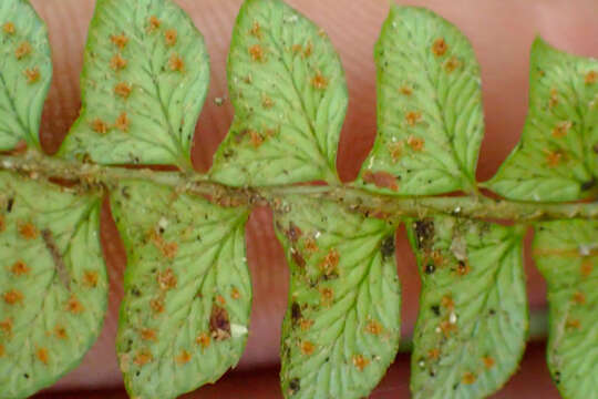 Image of Polystichum levingei C. Hope ex Christ