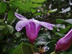 Image of Madagascar rubbervine