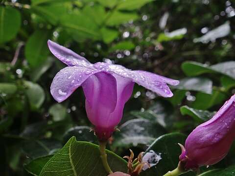 Cryptostegia madagascariensis Boj. resmi