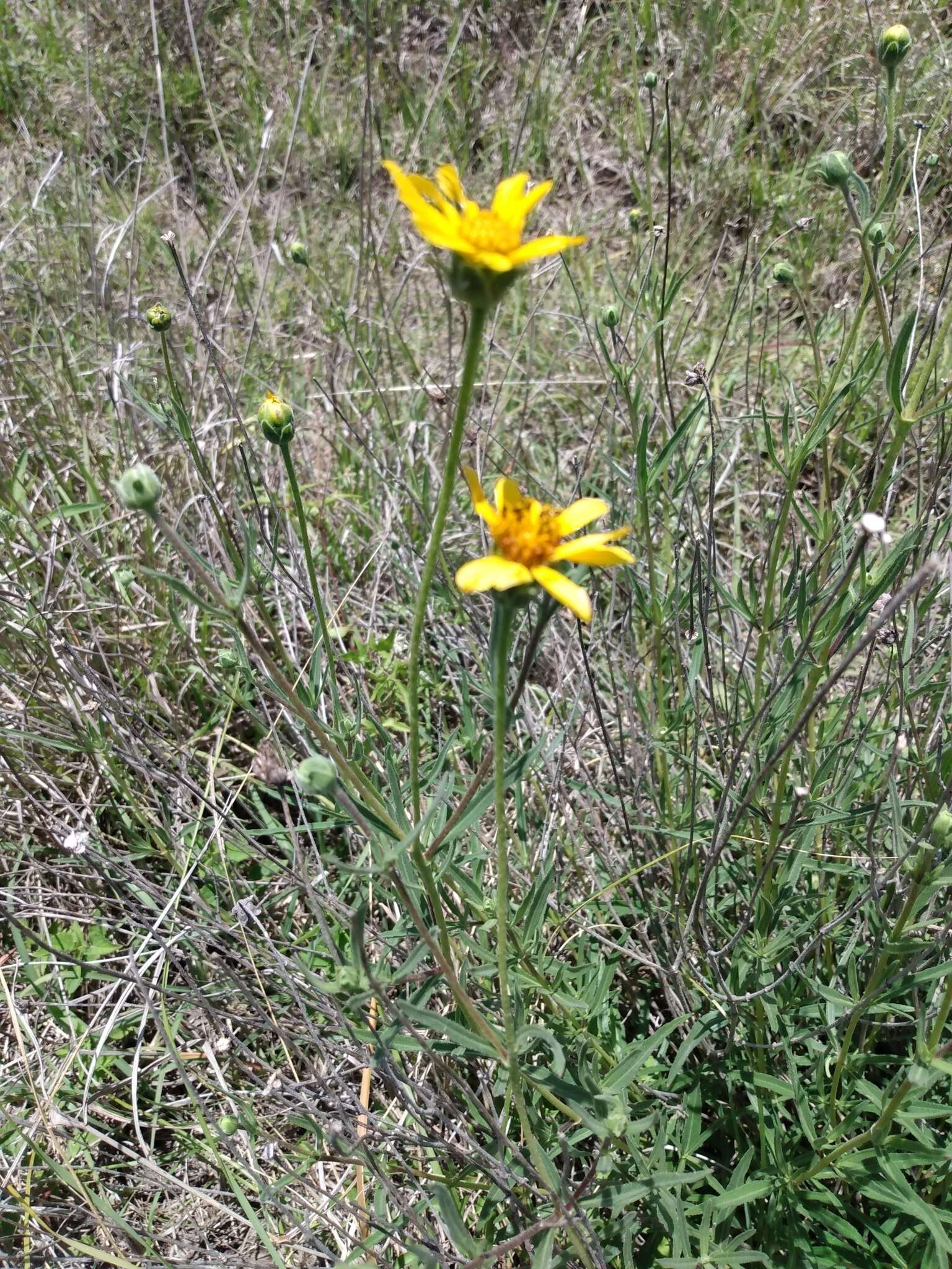 Image of Zexmenia buphtalmiflora (Lorentz) L. Ariza Espinar