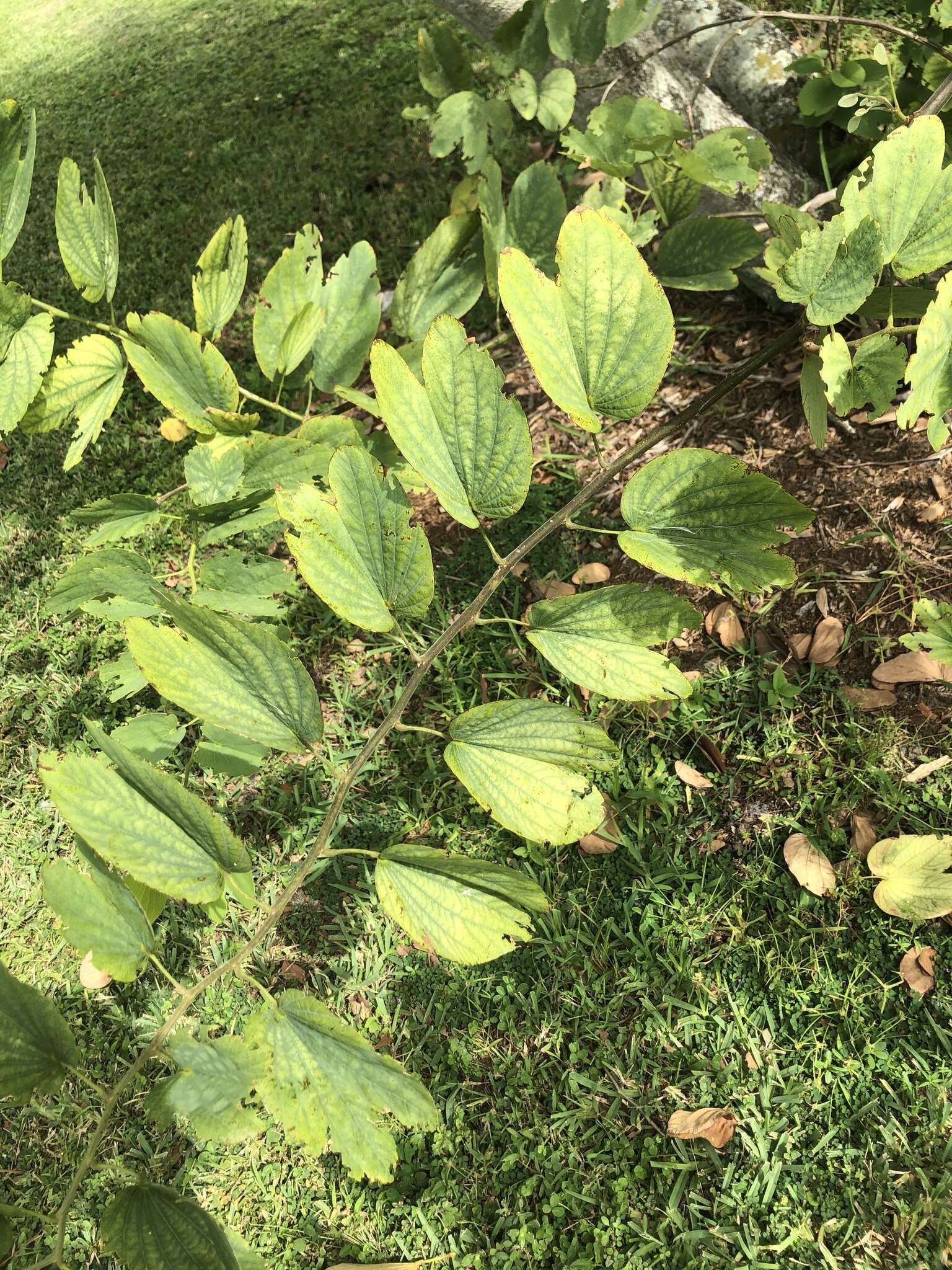 Image of bauhinia